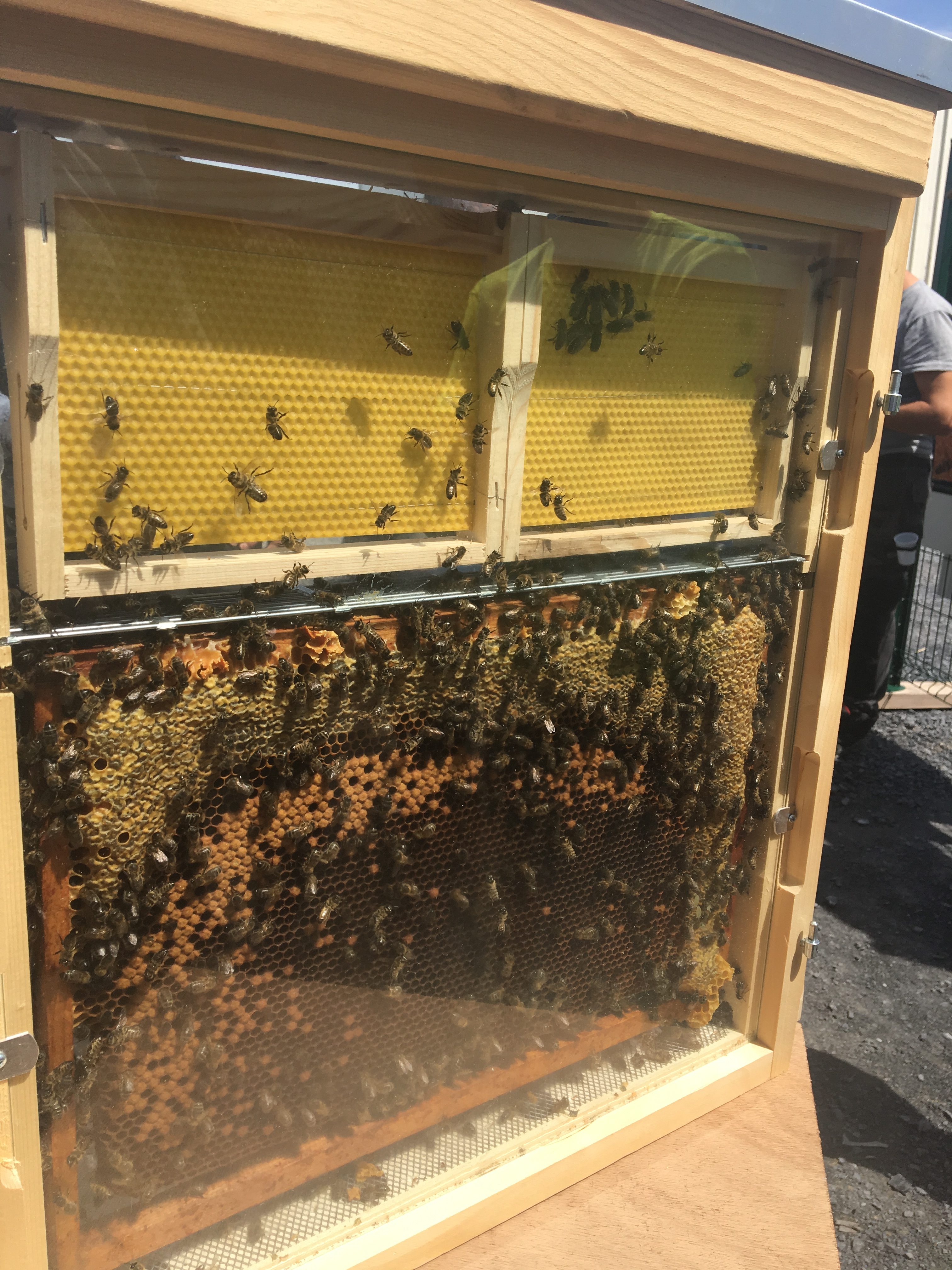 abeilles société JAMART